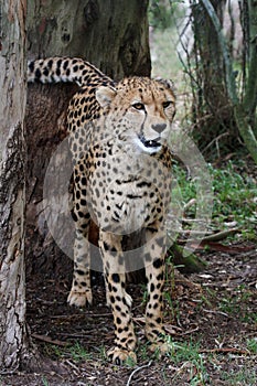 Cheetah Wild Cat