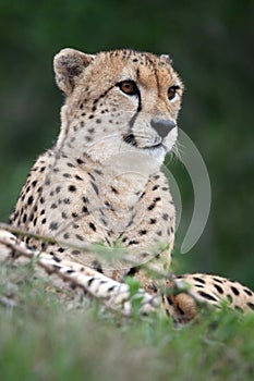 Cheetah Wild Cat