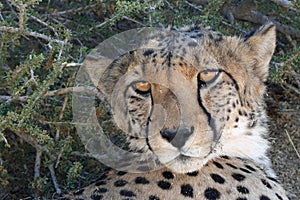 Cheetah wild cat at Etosha National Park in Namibia