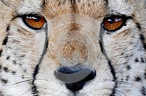 Cheetah Wild Cat Eyes