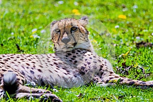 Cheetah Wild Cat Eyes, wildlife animals