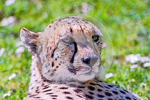 Cheetah Wild Cat Eyes, wildlife animals