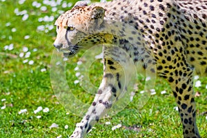 Cheetah Wild Cat Eyes, wildlife animals