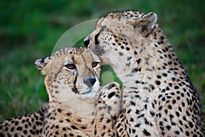 Cheetah Wild Cat Pair