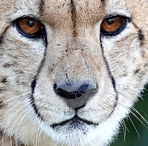 Cheetah Wild Cat Portrait Close Up