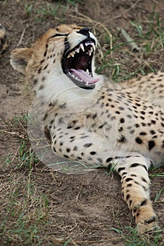 Cheetah Wild Cat Teeth