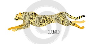 Cheetah is a wild cat. Title. Vector flat illustration of animal isolated