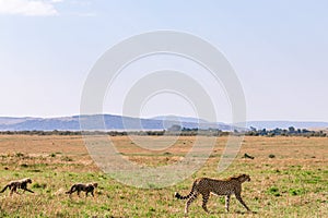 Cheetah Wildlife Animals Mammals at the savannah grassland wilderness hill shrubs great rift valley maasai mara national game