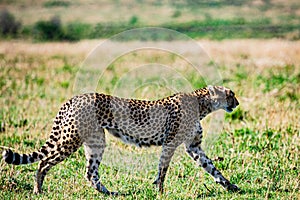 Cheetah Wildlife Animals Mammals at the savannah grassland wilderness hill shrubs great rift valley maasai mara national game