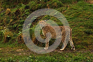 Cheetah the world`s fastest animal