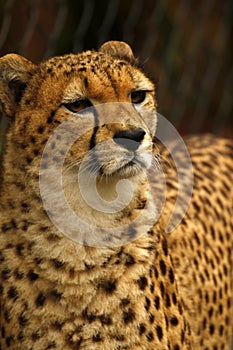 Cheetah the world`s fastest animal