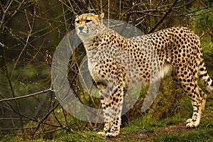 Cheetah the world`s fastest animal