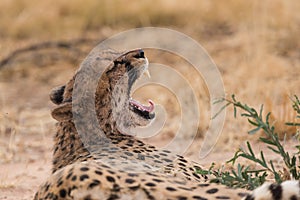 Cheetah yawn after eating