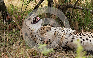 Cheetah yawn