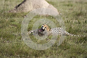 Cheetah yawning