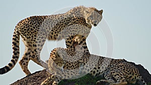 Cheetah Yawning in Africa, African Wildlife Animals in Maasai Mara, Kenya, Tired Sleepy Mother and C