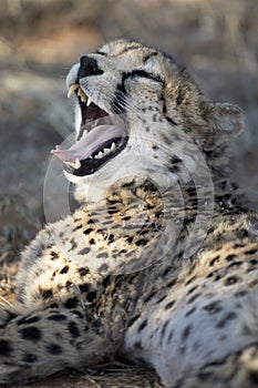 Cheetah yawning