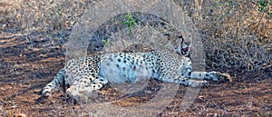 Cheetah yawning while laying down in Africa