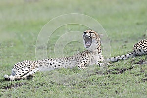 Cheetah yawning, Maasai Mara, Kenya