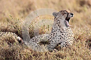 Cheetah yawning Masai Mara Reserve Kenya Africa