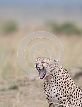 Cheetah in Masai Mara Game Reserve, Kenya