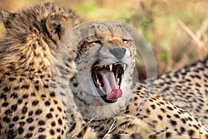 Cheetah Yawning