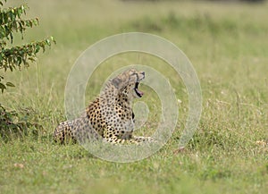 Cheetah yawning sitting near a bush seen at Masai Mara, Kenya