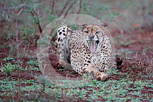 Cheetah yawning in South Africa