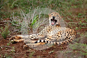 Cheetah yawning in South Africa