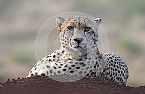 Cheetah in Zimanga Park in South Africa