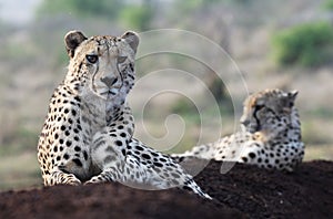 Cheetah in Zimanga Park in South Africa