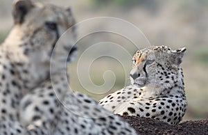 Cheetah in Zimanga Park in South Africa