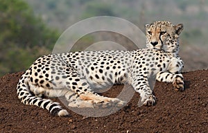 Cheetah in Zimanga Park in South Africa