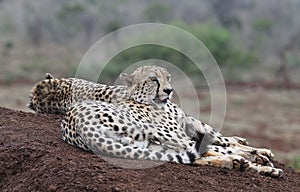 Cheetah in Zimanga Park in South Africa