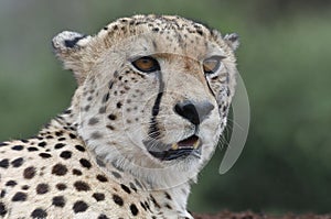 Cheetah in Zimanga Park in South Africa