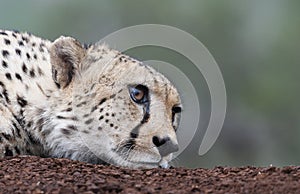 Cheetah in Zimanga Park in South Africa