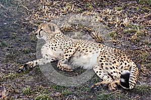 Cheetah in Zoo.