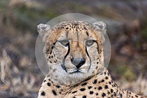 Cheetah in Zoo.