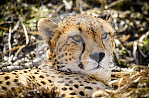 Cheetah in ZOO in Pilsen, Czech Republic