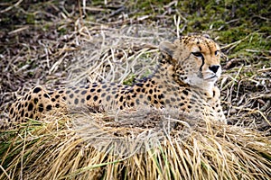 Cheetah in ZOO in Pilsen, Czech Republic