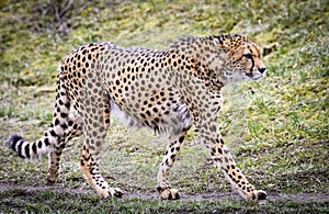 Cheetah in ZOO in Pilsen, Czech Republic