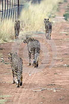 Cheetahs