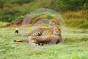 Cheetahs photo