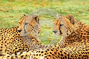 Cheetahs photo