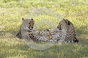 Cheetahs photo