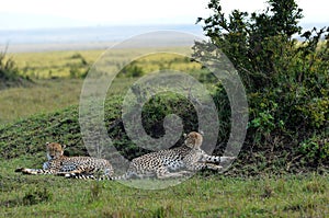 Cheetahs