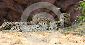 Cheetahs photo