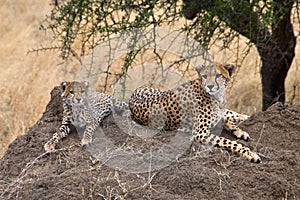 Cheetahs