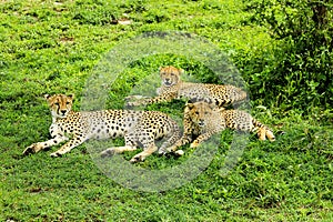 Cheetahs