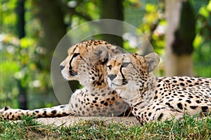 Cheetahs